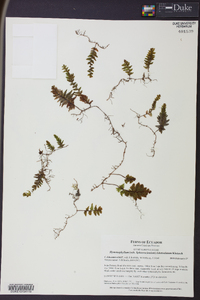 Hymenophyllum lobatoalatum image