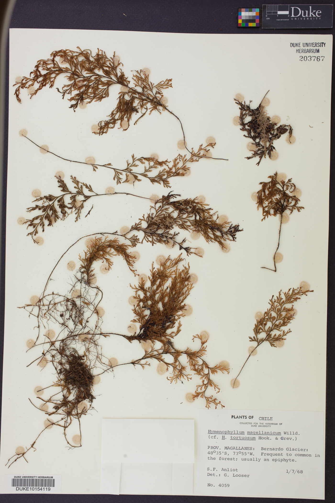 Hymenophyllum seselifolium image