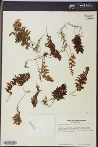 Hymenophyllum myriocarpum image