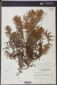 Hymenophyllum plumosum image