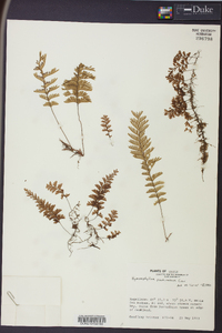 Hymenophyllum pectinatum image