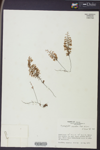 Hymenophyllum secundum image