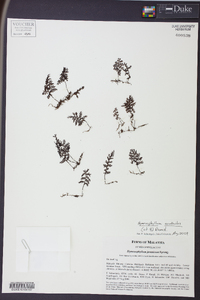 Hymenophyllum acanthoides image