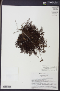 Hymenophyllum acanthoides image