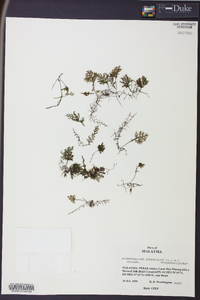 Hymenophyllum acanthoides image