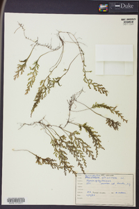 Hymenophyllum atrovirens image