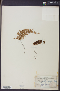 Hymenophyllum bivalve image