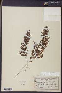 Hymenophyllum demissum image