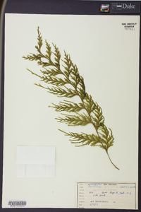 Hymenophyllum dilatatum image