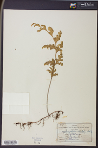 Hymenophyllum dilatatum image