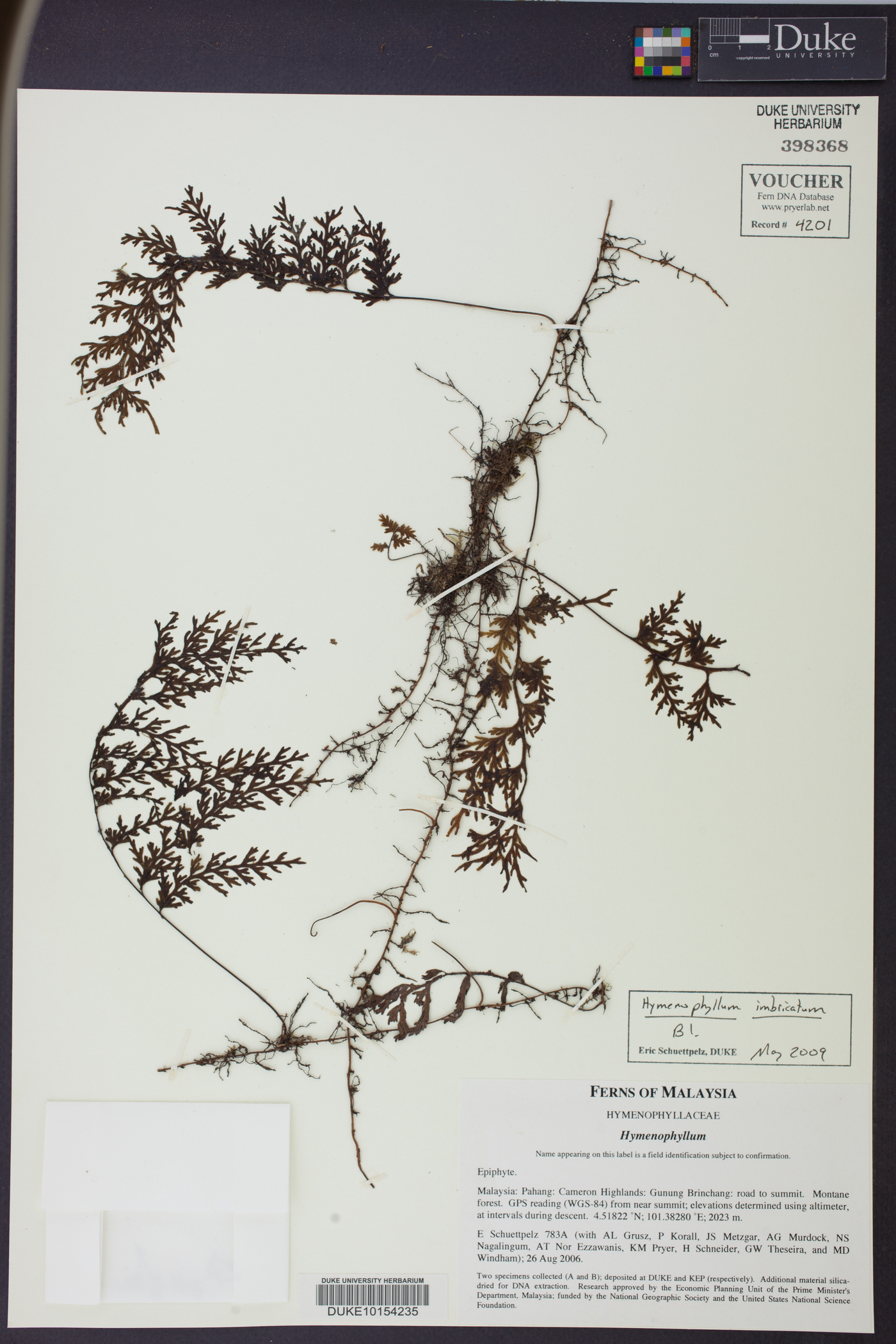 Hymenophyllum imbricatum image