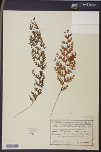 Hymenophyllum junghuhnii image