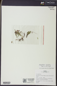 Hymenophyllum lanceolatum image