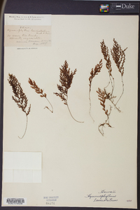 Hymenophyllum lanceolatum image