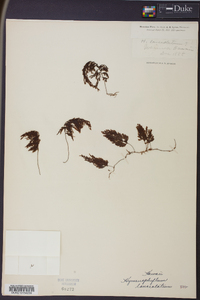 Hymenophyllum lanceolatum image