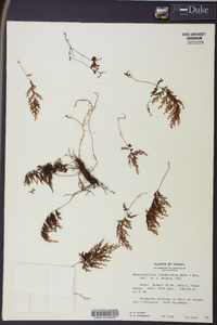 Hymenophyllum lanceolatum image