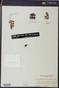 Hymenophyllum lanceolatum image
