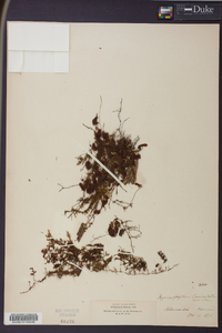 Hymenophyllum lanceolatum image