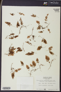 Hymenophyllum lanceolatum image
