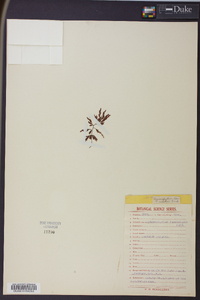 Hymenophyllum lanceolatum image