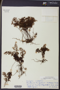 Hymenophyllum multifidum image