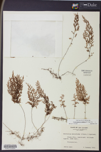 Hymenophyllum multifidum image