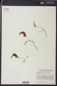 Hymenophyllum obtusum image