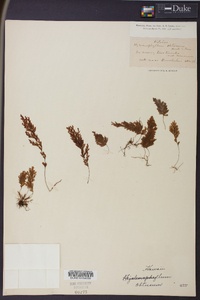 Hymenophyllum obtusum image