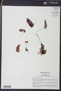 Hymenophyllum pallidum image