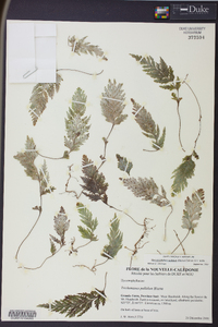 Hymenophyllum pallidum image