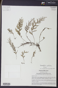 Hymenophyllum productum image