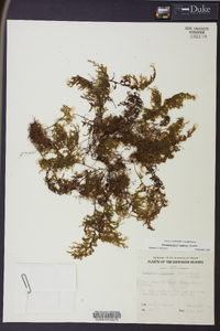 Hymenophyllum recurvum image