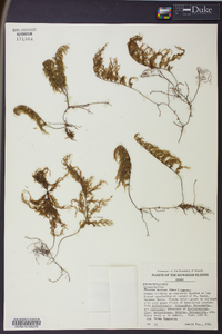 Hymenophyllum recurvum image