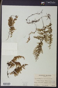 Hymenophyllum recurvum image