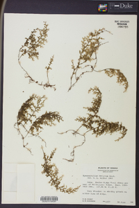 Hymenophyllum recurvum image