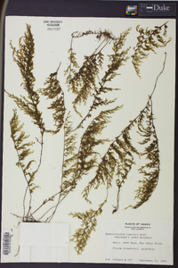 Hymenophyllum recurvum image