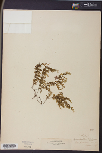 Hymenophyllum recurvum image