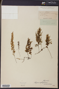 Hymenophyllum recurvum image