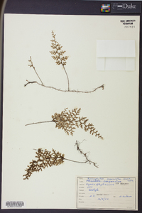 Hymenophyllum sanguinolentum image