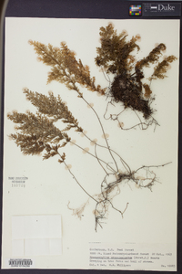 Hymenophyllum sanguinolentum image