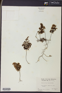 Hymenophyllum sanguinolentum image