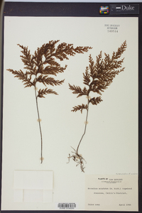 Hymenophyllum scabrum image