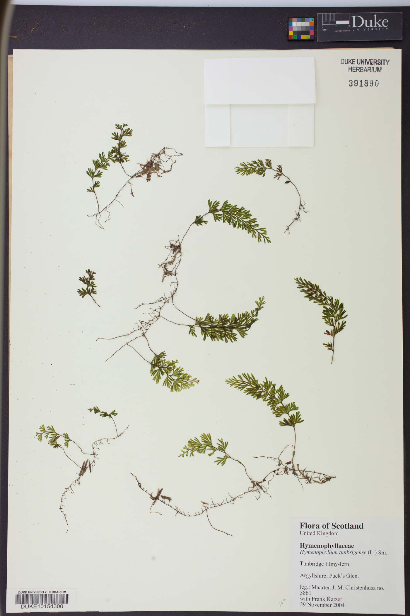 Hymenophyllum tunbrigense image