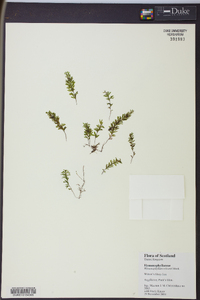 Hymenophyllum peltatum image