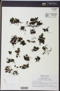 Hymenophyllum wrightii image