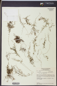 Polyphlebium capillaceum image