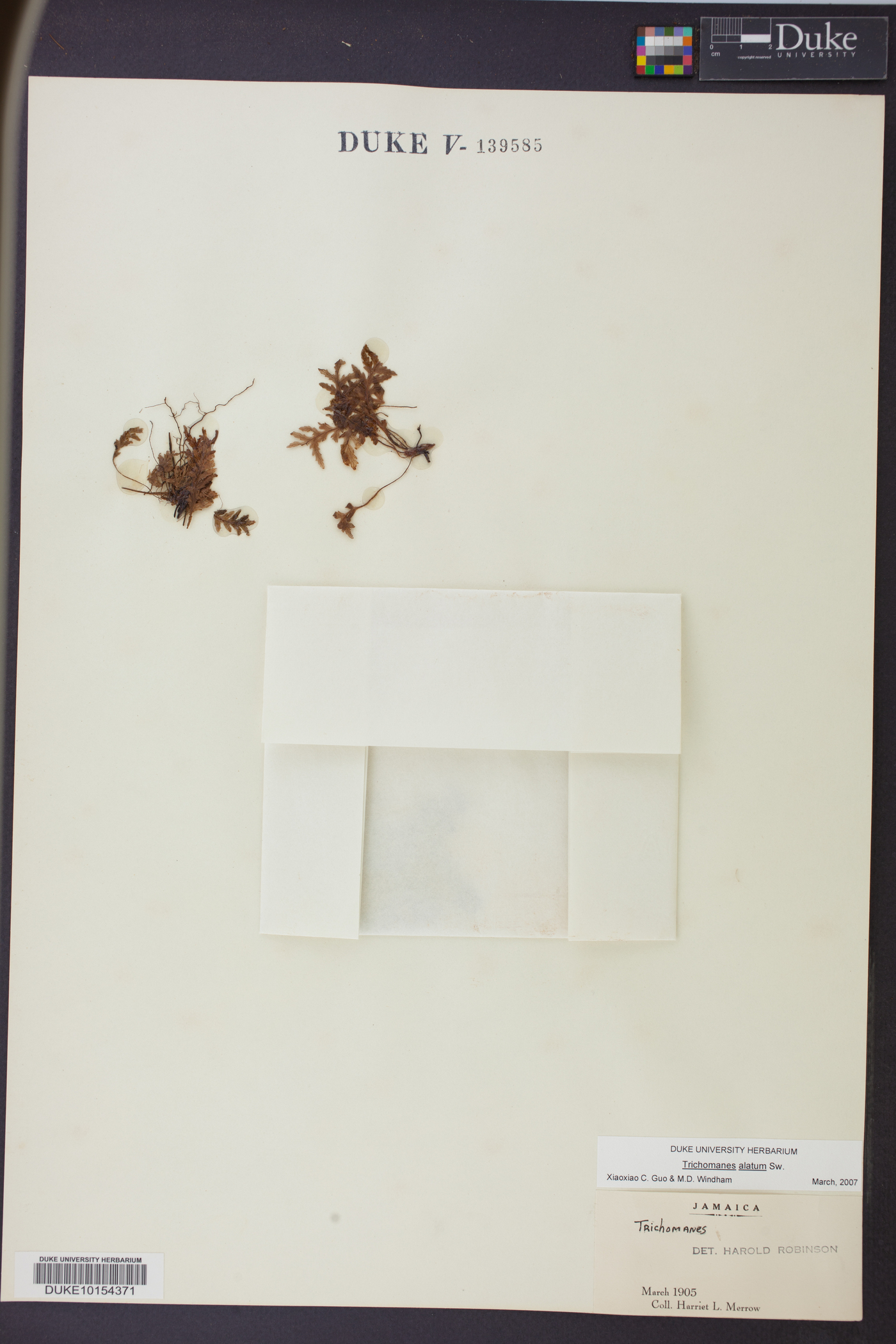 Trichomanes alatum image