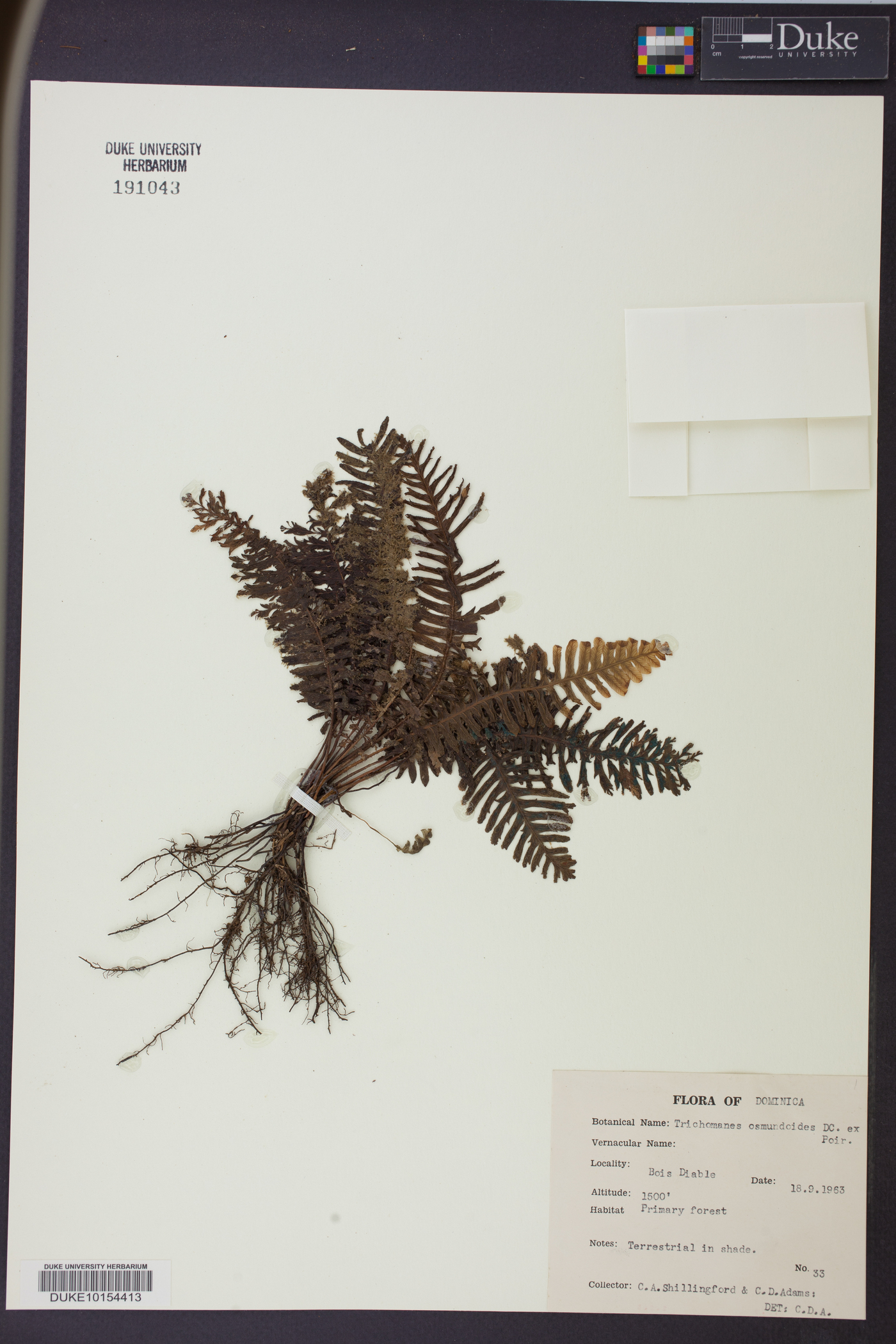 Trichomanes osmundoides image