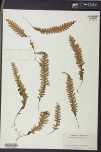 Trichomanes polypodioides image