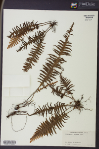 Trichomanes trigonum image